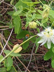 Amegilla cingulata