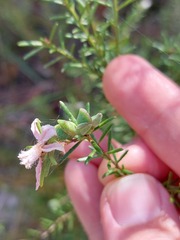 Philotheca salsolifolia