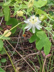 Amegilla cingulata