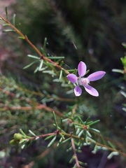 Philotheca salsolifolia