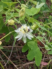 Amegilla cingulata