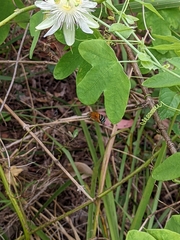 Amegilla cingulata