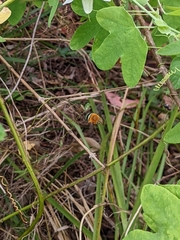Amegilla cingulata