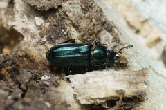 Platycerus
