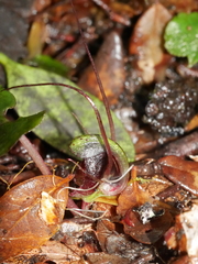 Corybas hypogaeus