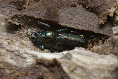Platycerus