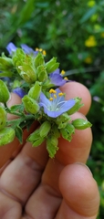 Polemonium occidentale
