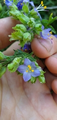 Polemonium occidentale