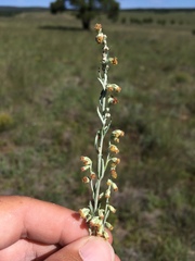 Artemisia carruthii carruthii