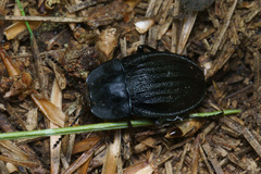 Silphidae