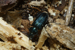 Platycerus