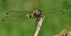 Libellula fulva