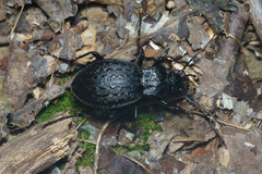 Diocarabus