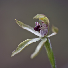Caladenia atradenia