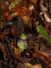 Corybas hypogaeus