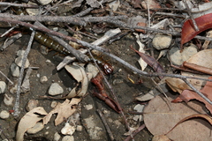 Cormocephalus
