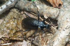 Oreocarabus