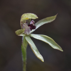 Caladenia atradenia