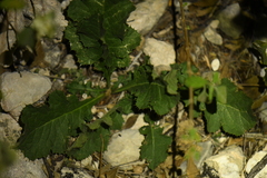 Acourtia runcinata