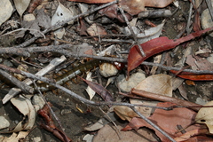 Cormocephalus