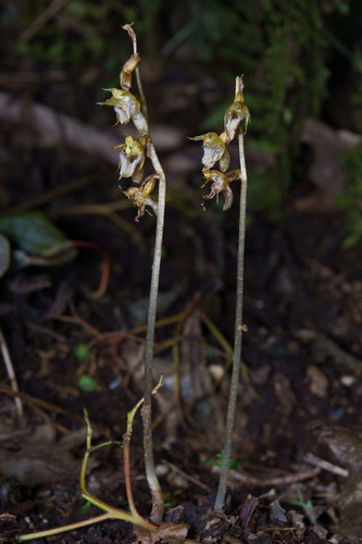 Epipogium japonicum
