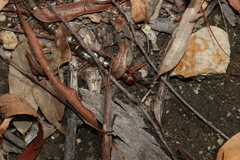 Cormocephalus