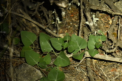 Acleisanthes obtusa