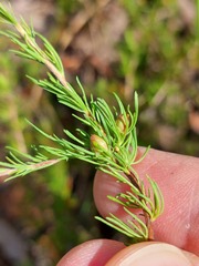 Hibbertia fasciculata