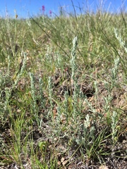 Artemisia carruthii carruthii