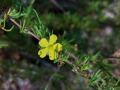 Hibbertia fasciculata