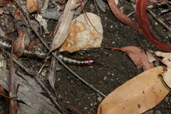 Cormocephalus