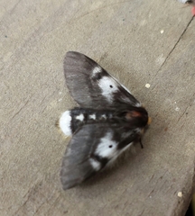 Nataxa flavescens