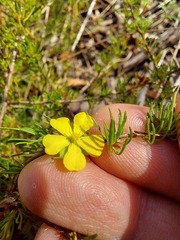 Hibbertia fasciculata