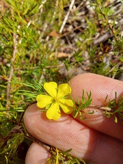 Hibbertia fasciculata