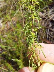 Hibbertia fasciculata