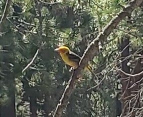 iNaturalist observation photo of Western Tanager