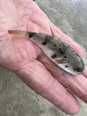 Marilyna pleurosticta