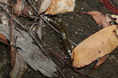Cormocephalus