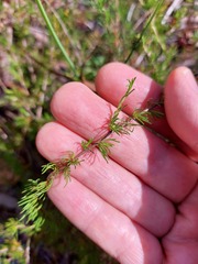 Hibbertia fasciculata