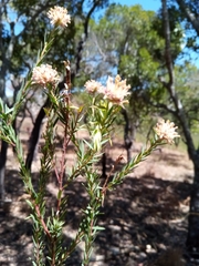 Gnidia gnidioides