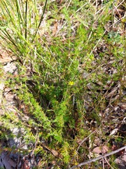 Hibbertia fasciculata