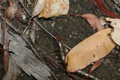Cormocephalus