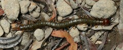 Cormocephalus