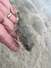 Tetractenos hamiltoni