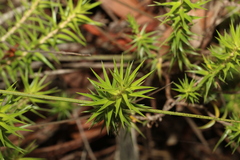 Melichrus urceolatus