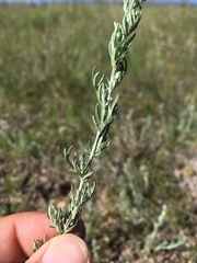 Artemisia carruthii carruthii