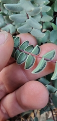 Pellaea bridgesii