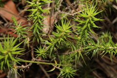 Melichrus urceolatus