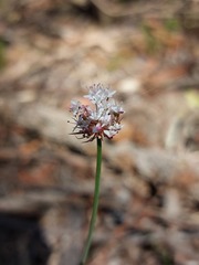 Trachymene incisa