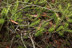 Melichrus urceolatus